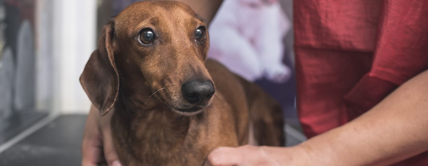 Over the counter dog medicine clearance for pain